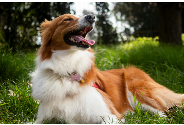 Are Pet Joint Supplements Safe for Long-Term Use?